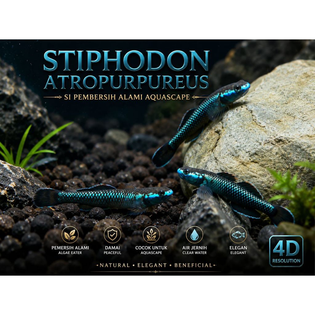 Goby Blue Neon / Stiphodon Atropurpureus