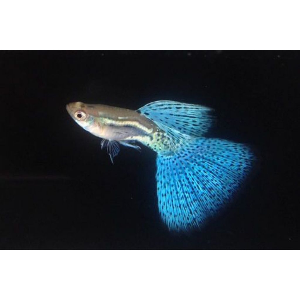 STIKER GUPPY BLUE GRASS / GUPPY BLUE GRASS / BLUE GRASS GUPPY