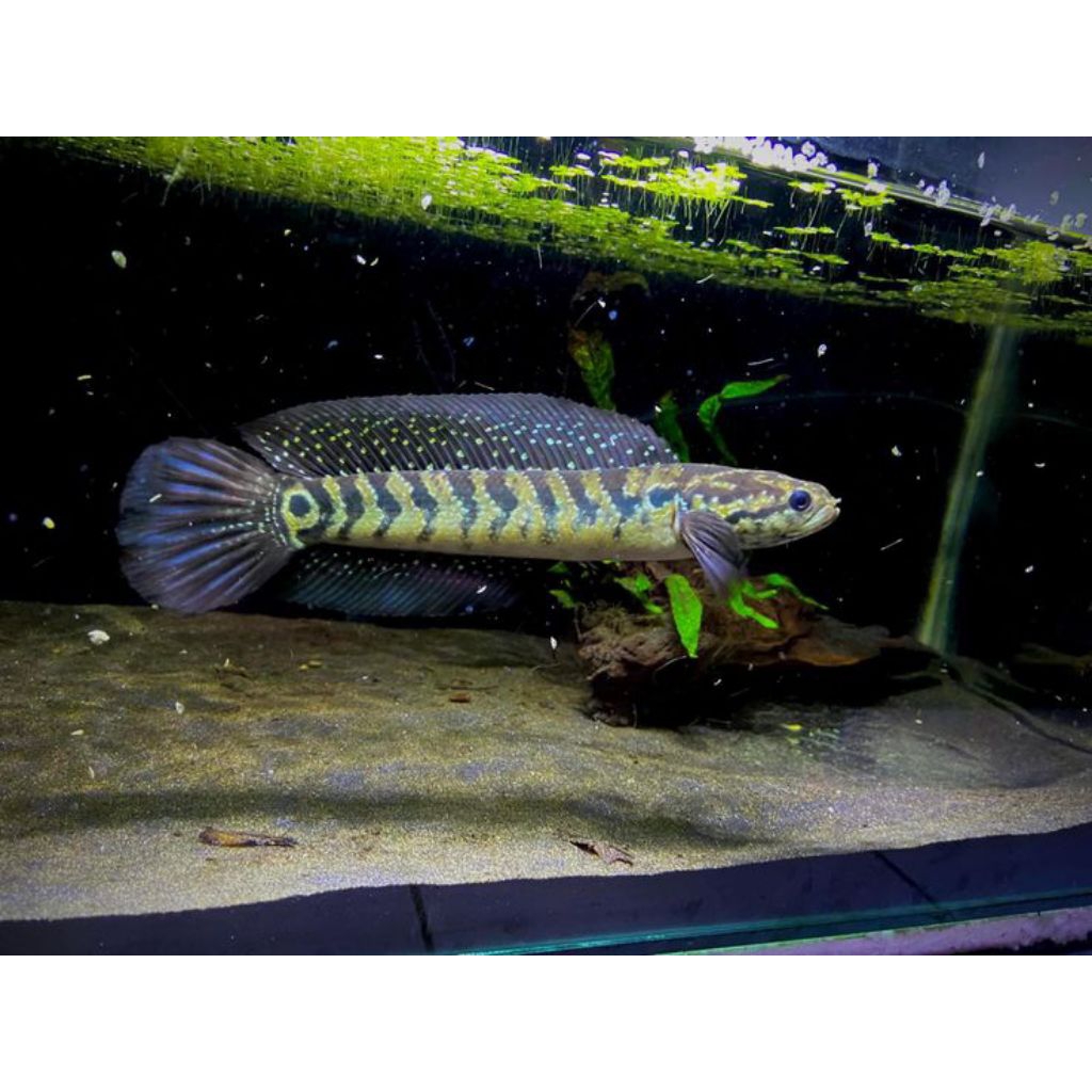 Ikan Cana Asiatica Ws | ukuran 8-12 cm