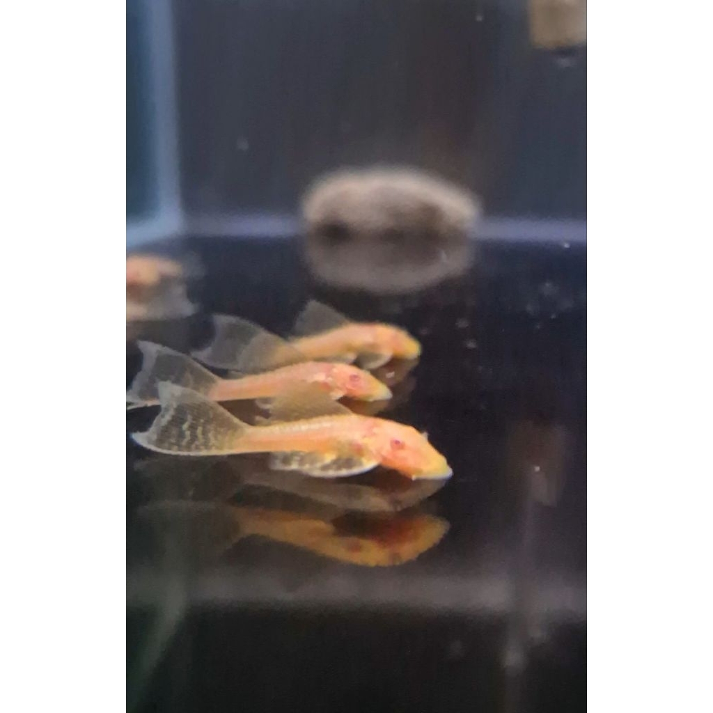 Brushmouth Slayer albino Pleco L-144