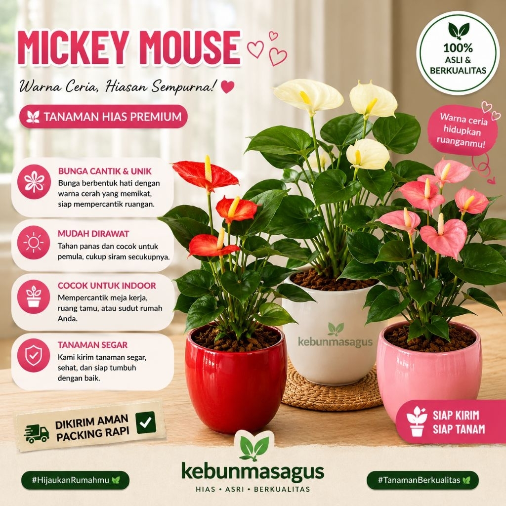 Anthurium Tanaman Hias Hidup Berbagai Jenis Pilihan