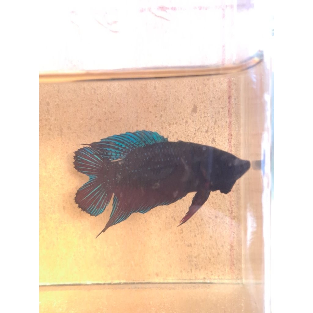 Cupang bagan double tail