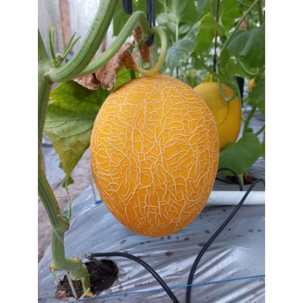 Melon Sweet Lavender/Melon Premium