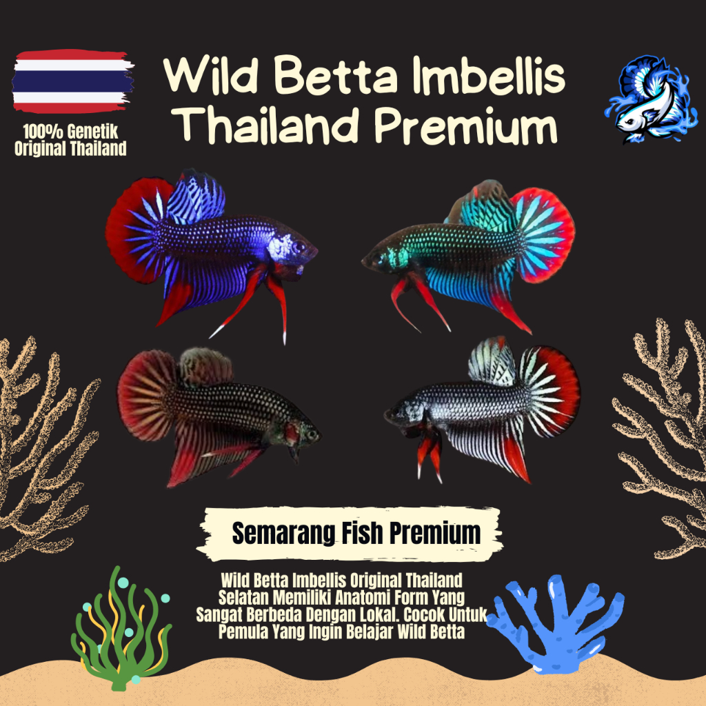 Wild Betta Imbellis Kualitas Premium Grade A