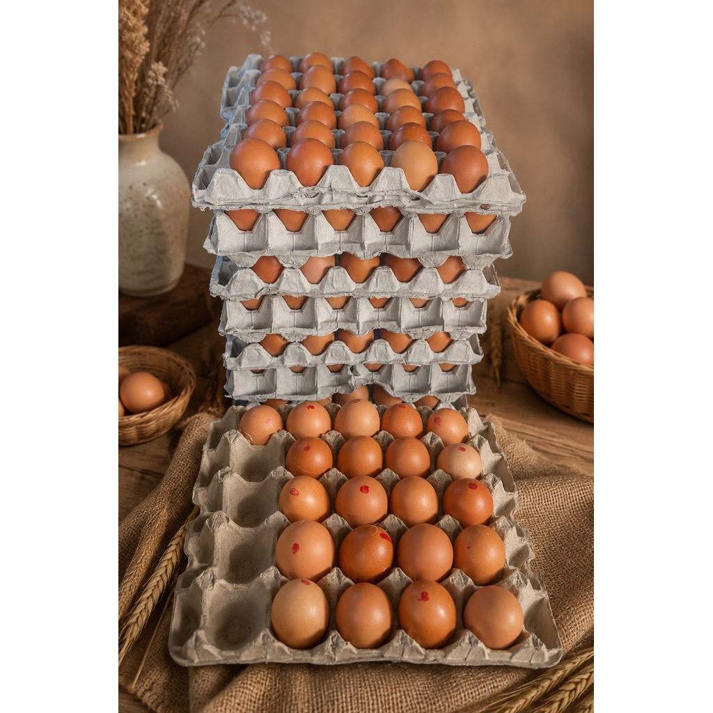 Telur Omega 3 - Normal Size, Kaya Nutrisi, Bebas Salmonella, Halal
