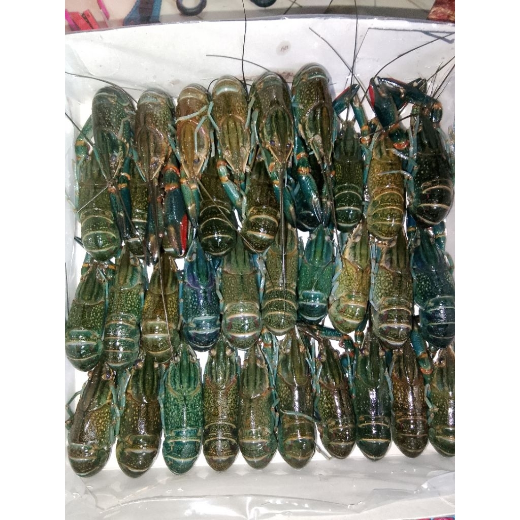 frojen lobster tawar