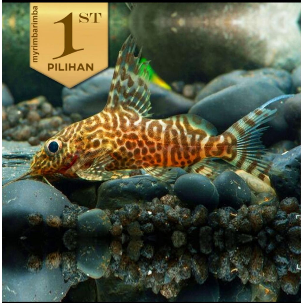 Synodontis Catfish Ikan Hias Hiasan Aquarium Tanaman Air Aquascape