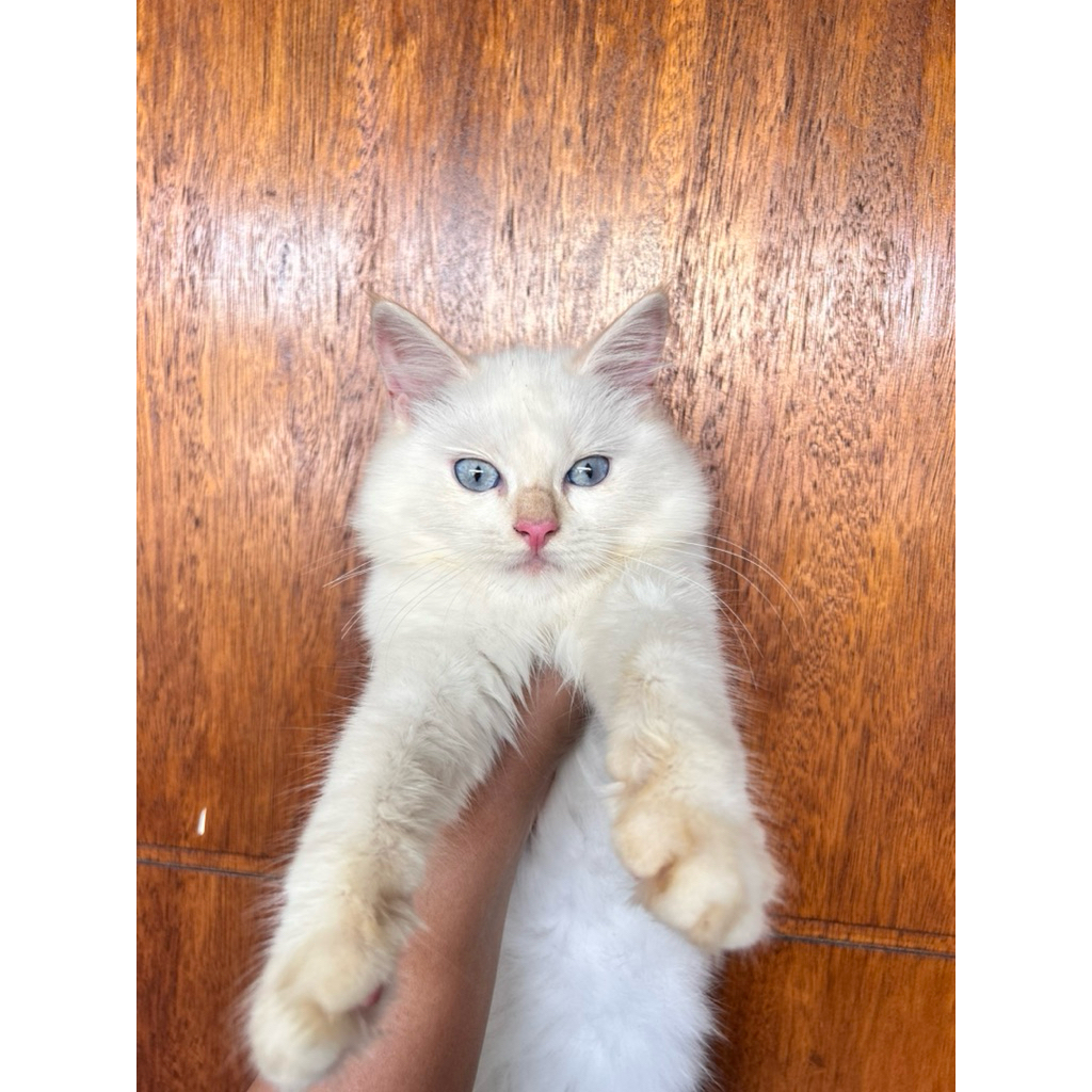 Jual Kucing Himalaya Red Point Anakan 3bln Jantan