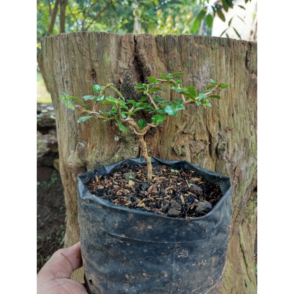 bahan bonsai hokiantea mikro