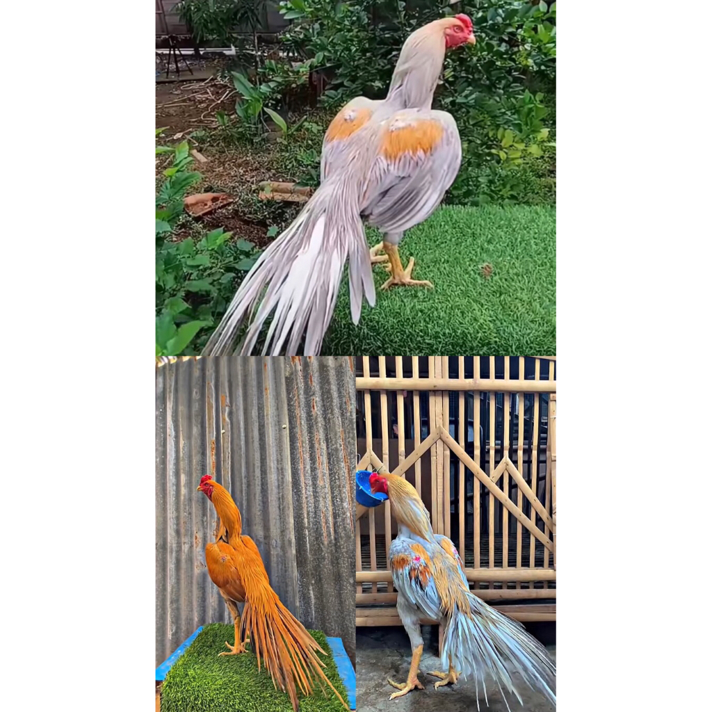 Ayam Ekor Lidi Ori Trah Import Berkualitas