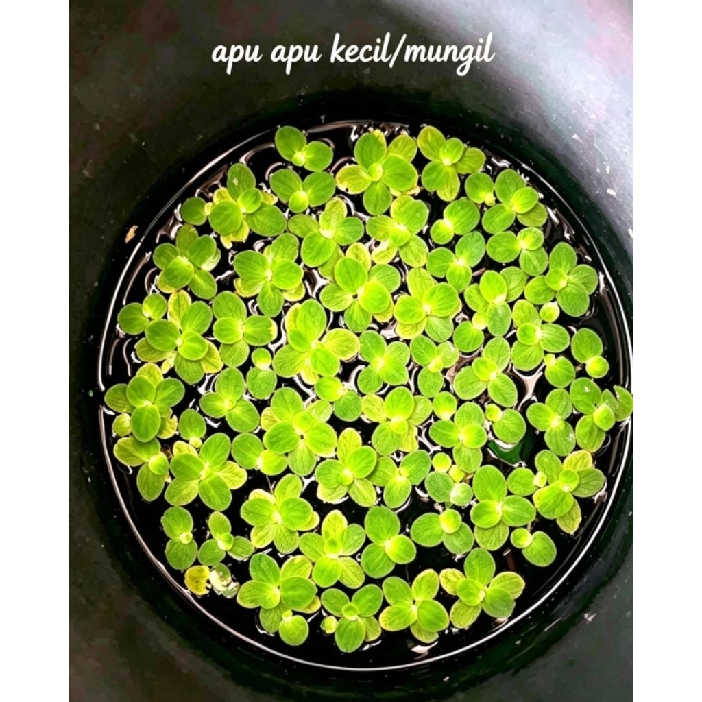 Tanaman air apu apu kecil dan mungil/Apu apu mawar/Tumbuhan air kapu kapu/Tanaman air apung