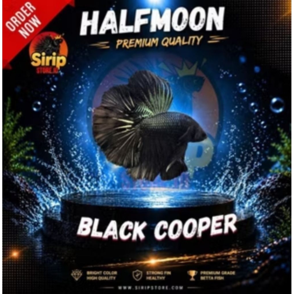 Halfmoon Cupang Black Cooper - Warna Hitam Cooper/ Metalik, Mental Garang