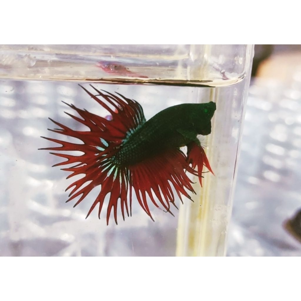Crowntail Hulk (CT Hulk)