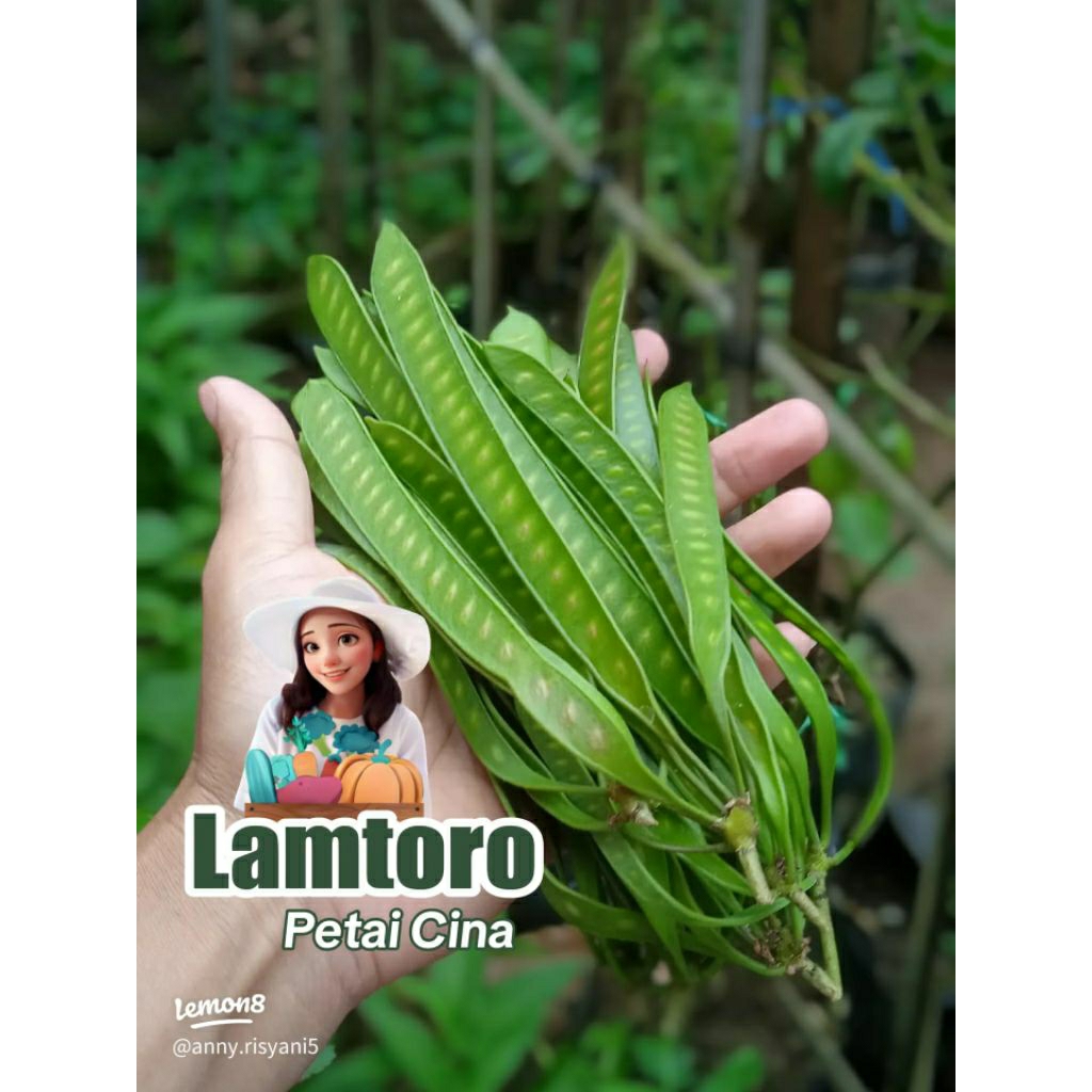 LAMTORO / Petai Cina Muda 300gr Segar Alami Rasa Enak Sehat