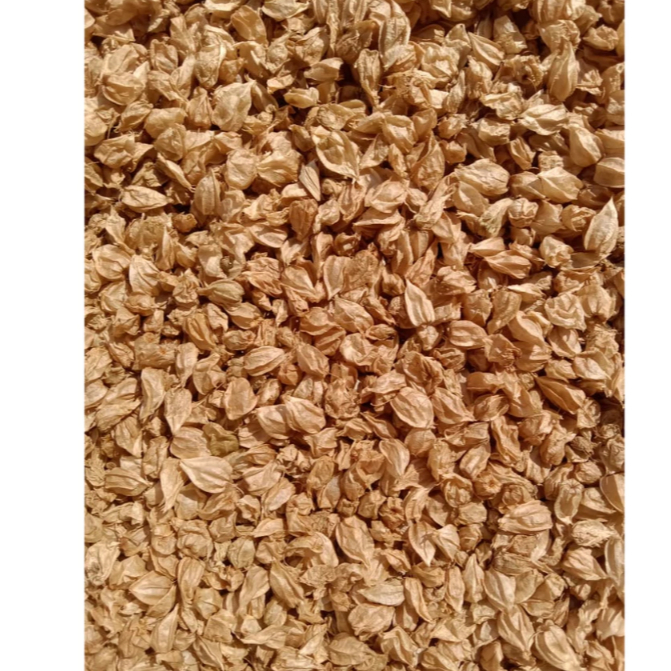 50 gram Buah Ciplukan Kering / Biji Buah Cecendet Kering Alami / Dried Golden Berries