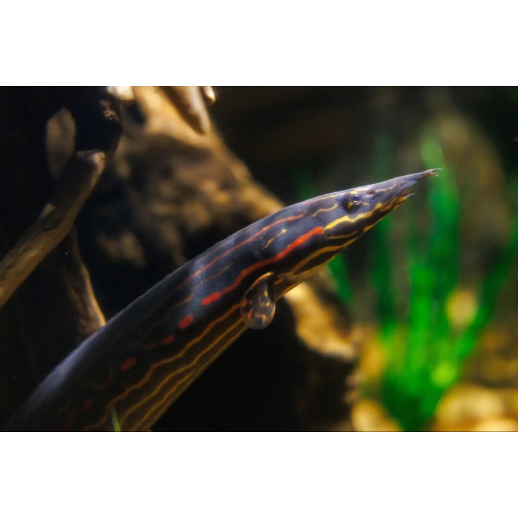 IKAN FIRE EEL/ SILI API