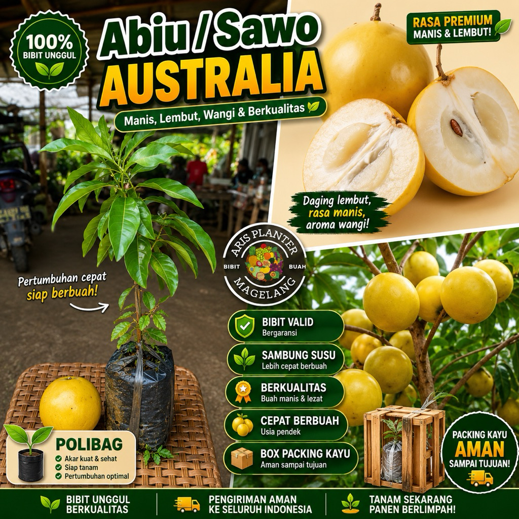 Bibit Abiu / sawo Australia | okulasi | cepat berbuah
