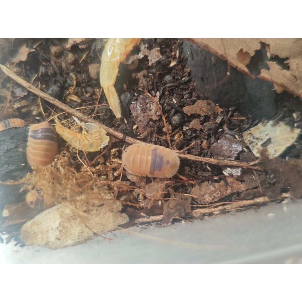Isopod Cubaris Sp Amber Ducky