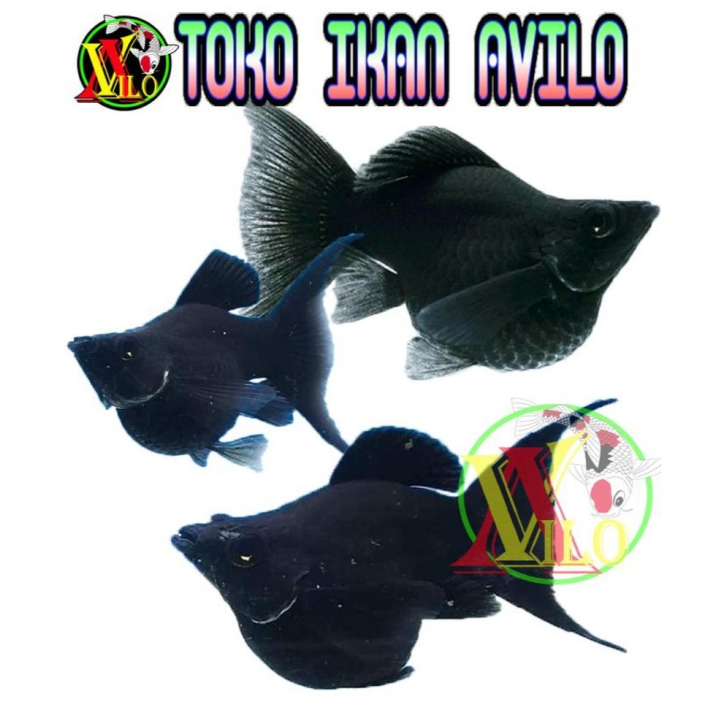 IKAN HIAS molly balon moli black ekor cagak uk kecil bisa hidup tanpa mesin gelembung angin
