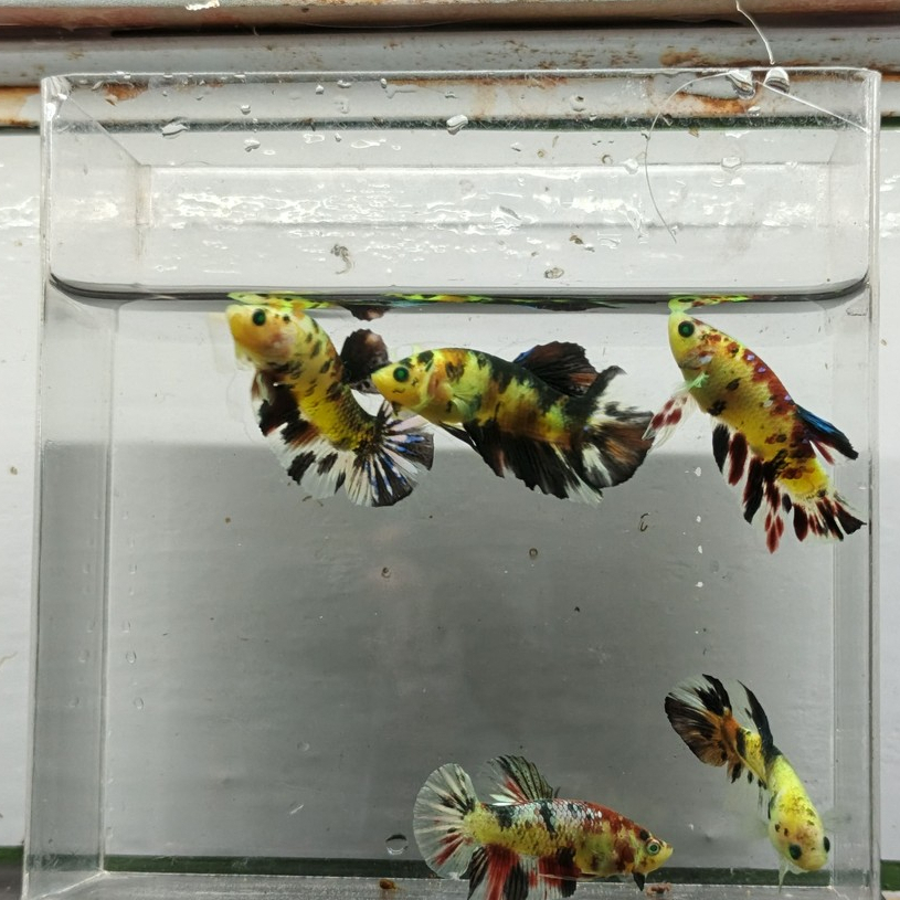 IKAN CUPANG PK NEON MULTY