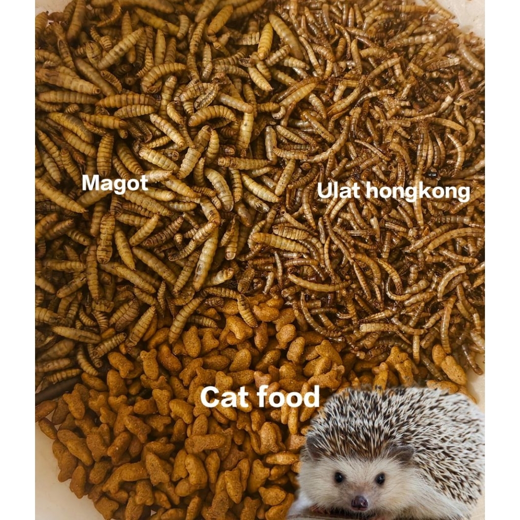 Makanan Landak mini, Hamster