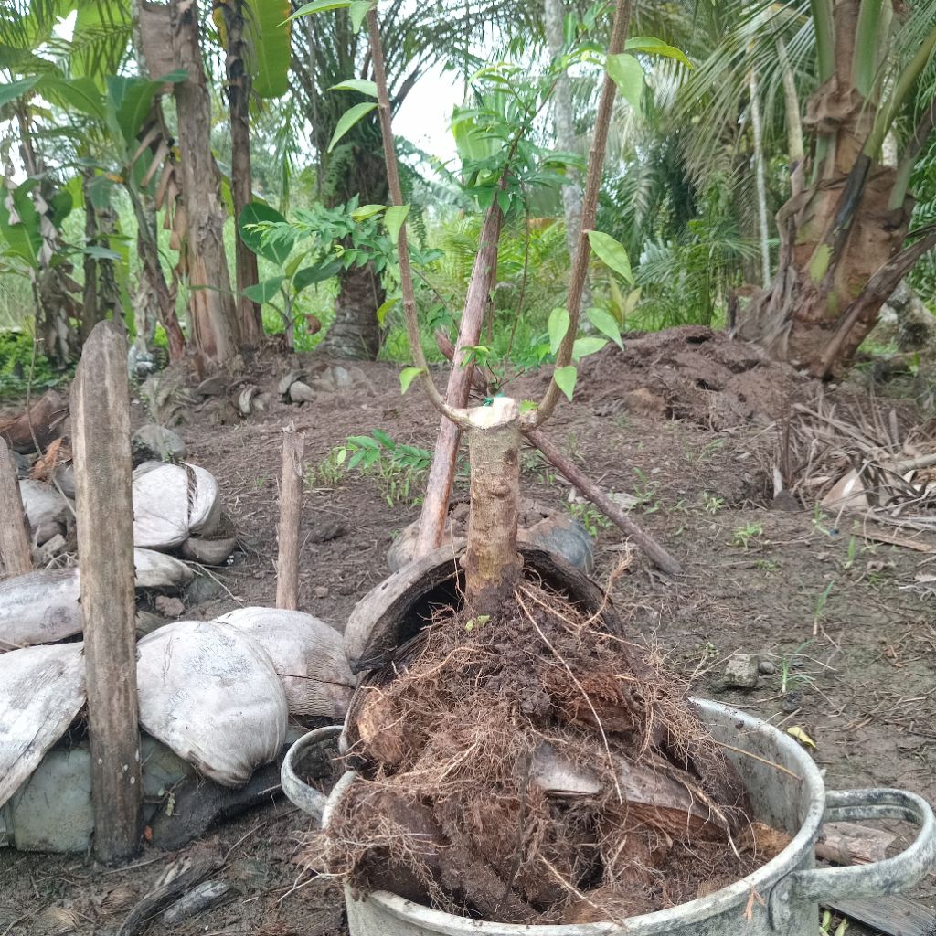 Bonggol Bahan Bonsai Anting Putri Batang Putih Akar Rimbun Prospek Koleksi