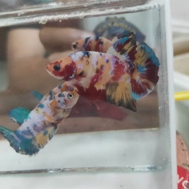 Ikan Hias Cupang Sepasang Plakat Multicolor