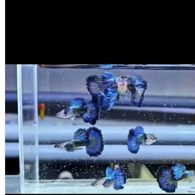 blue dragon guppy