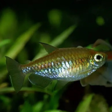 Ornamental Congo Tetra Betina