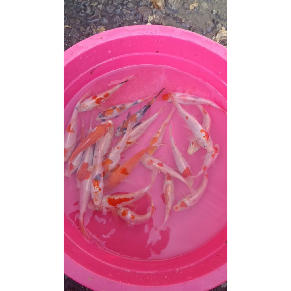 koi doitsu 10-12 cm gread A