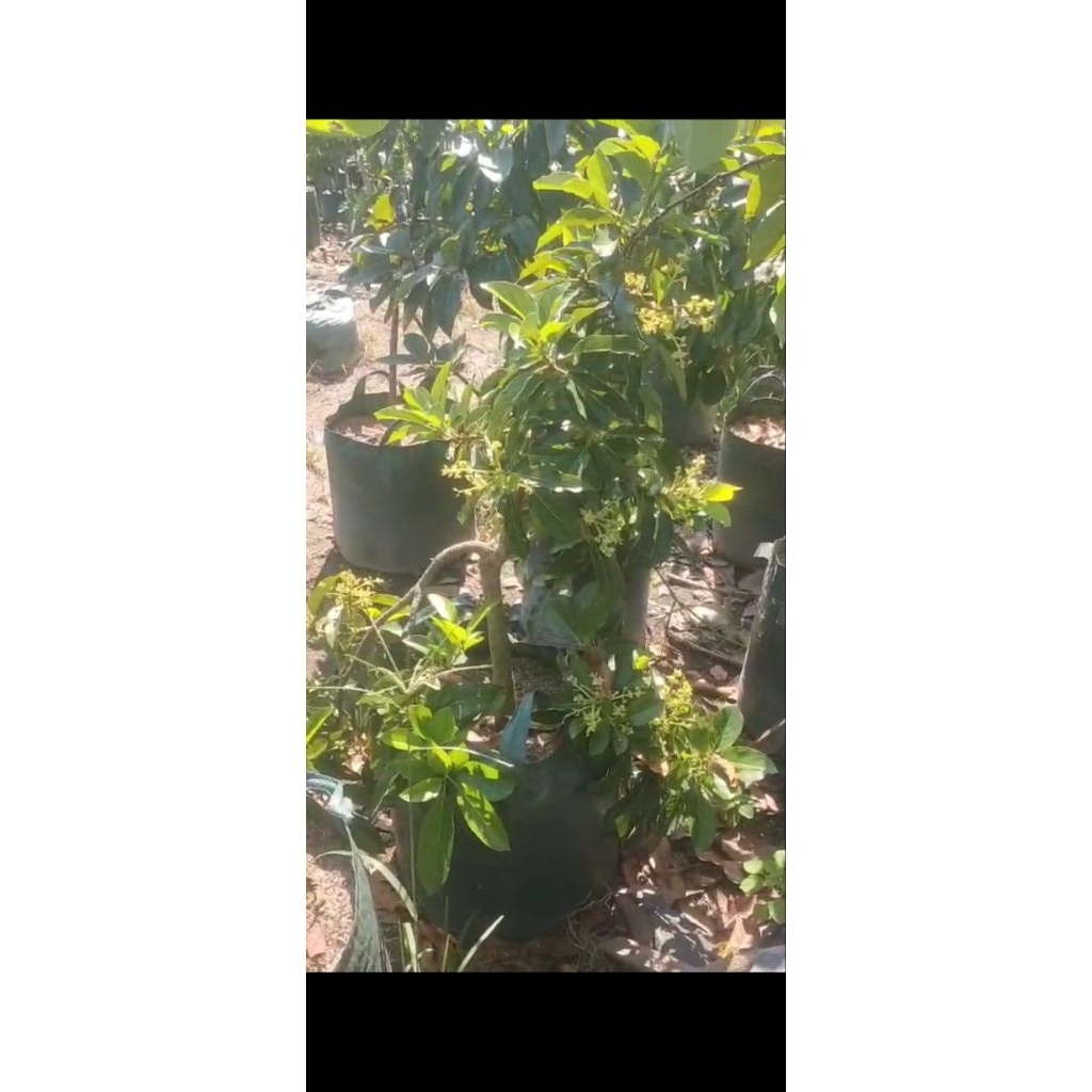 tabulampot alpukat berbunga