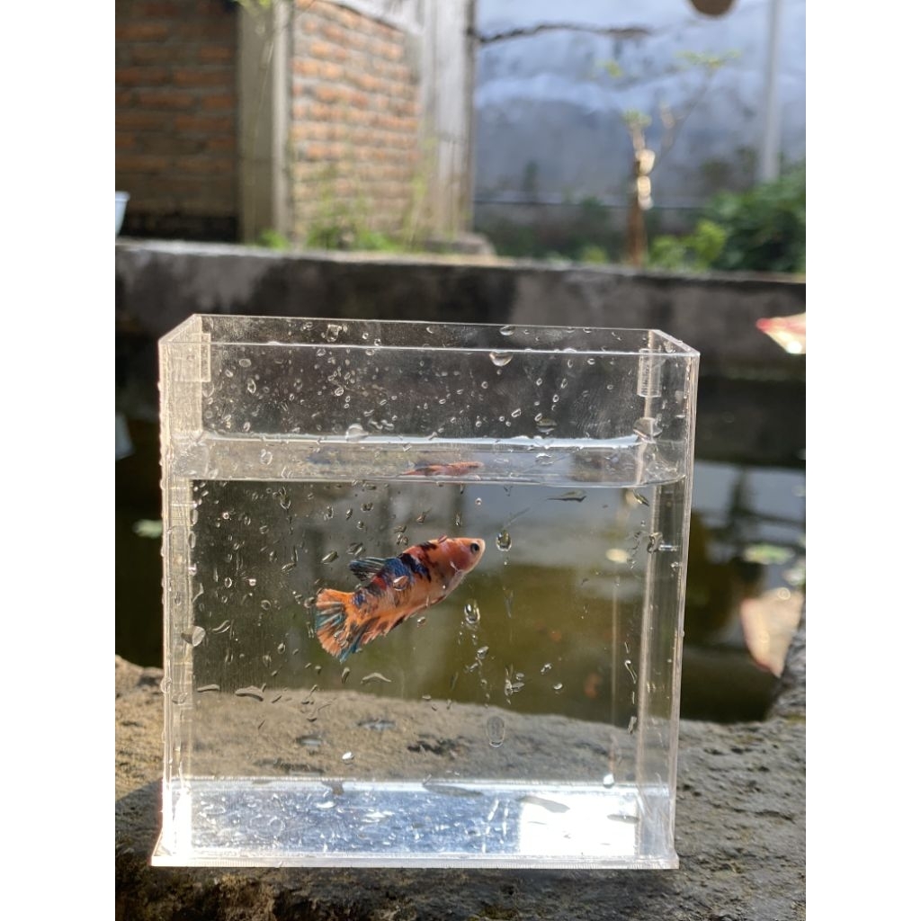 Hiasan kaca aquarium Nemo multi colour yellow base cupang idaman