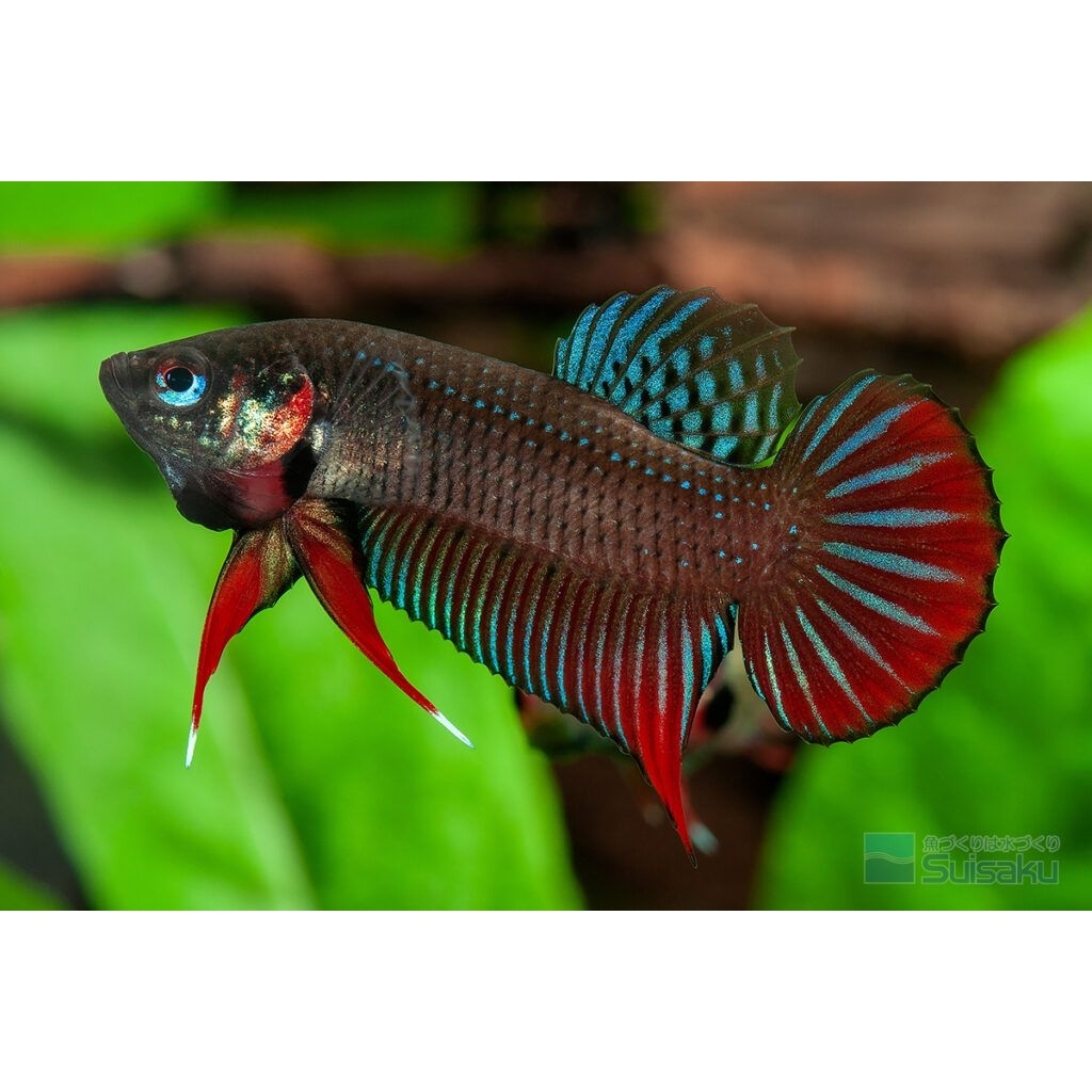 Ikan cupang jantan selomang ikan cupang sawah free pelet prima feed repack jantan warna strong dan m