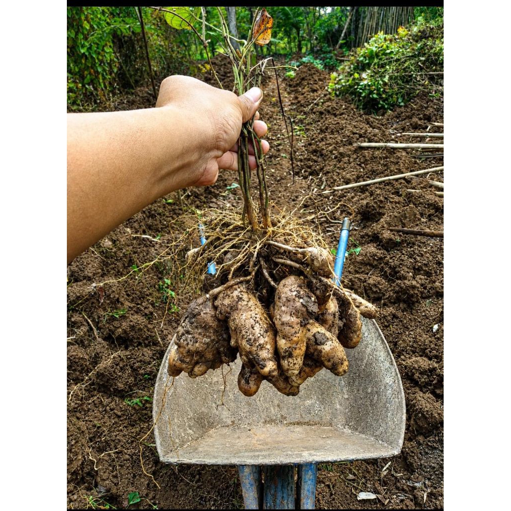 Gembili/Umbi Gembili Fresh 250gram.