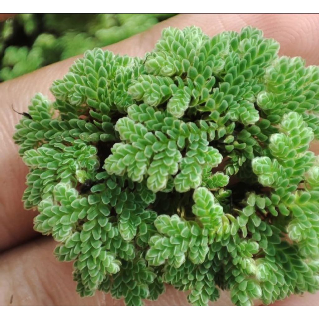 bibit Azolla 200 gram azola pakan alternatif ternak beprotein tinggi azzola pakan alternatif gurame 