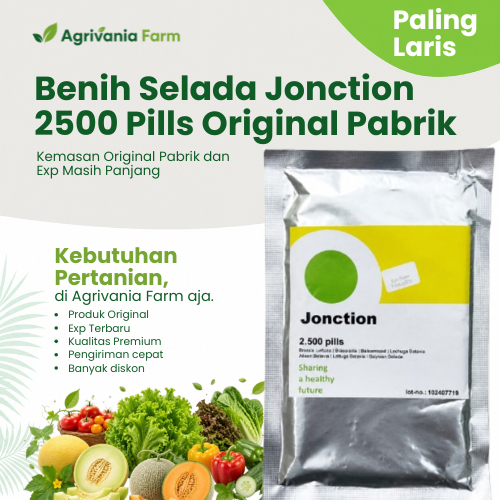 2500 butir benih selada RZ jonction / rz junction / benih bibit selada keriting hijau import belanda