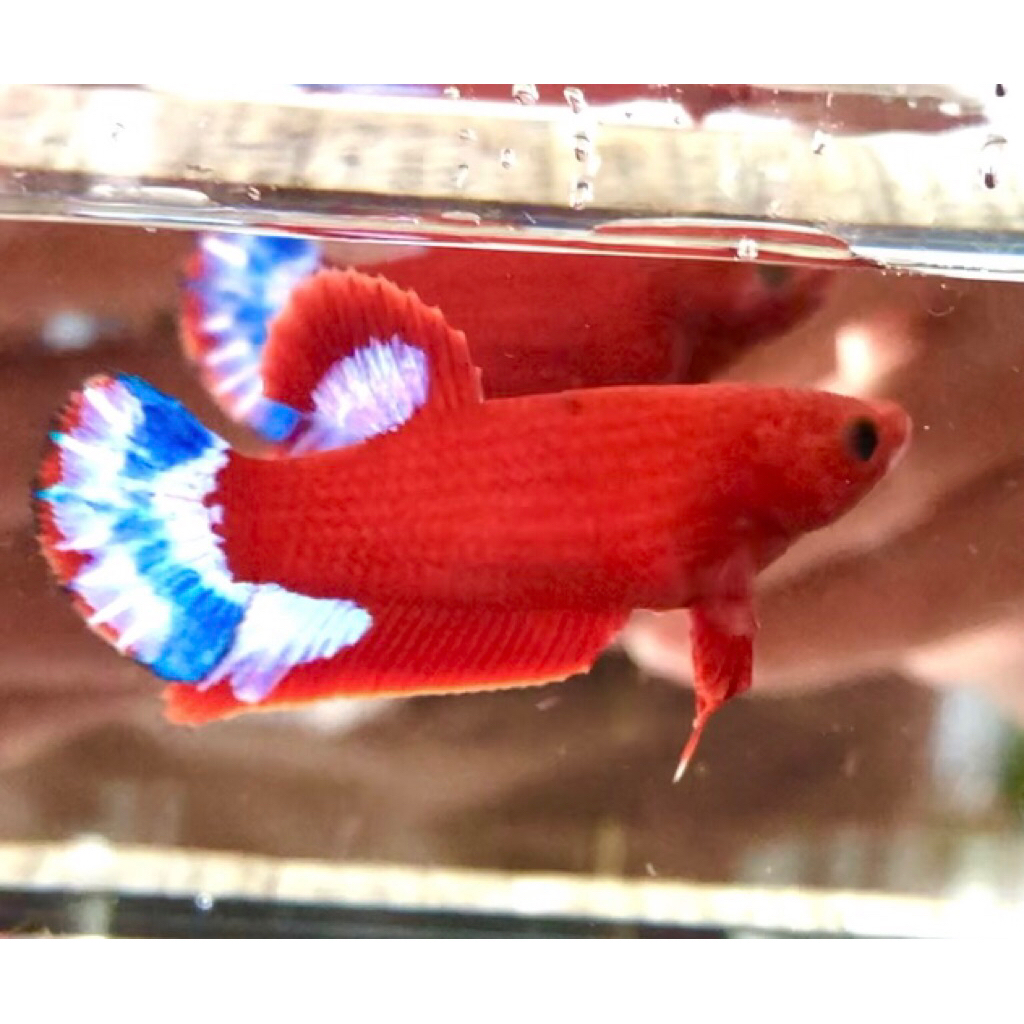 Betina Hellboy Bold