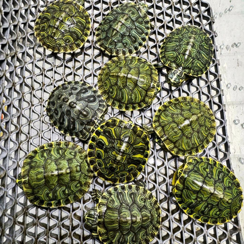 Makanan Pakan Pelet Ikan Kura Kura Yellow Belly YB Hybrid Bukan Brazil Res Slider Turtle Ukuran 3cm 