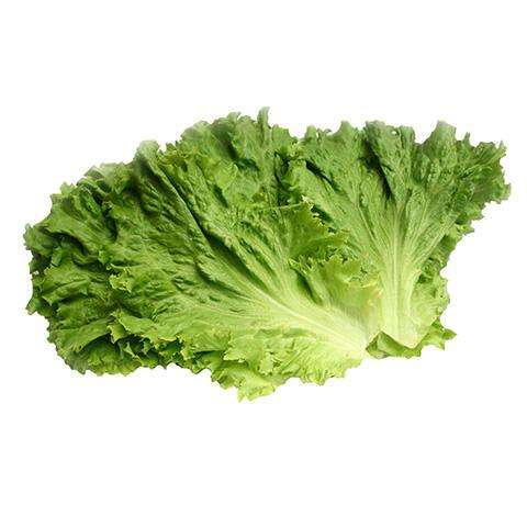 selada keriting, selada kriting, curly lettuce, segar, surabaya