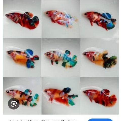 Hiasan Aquarium Cupang Multicolour Betina Bagus
