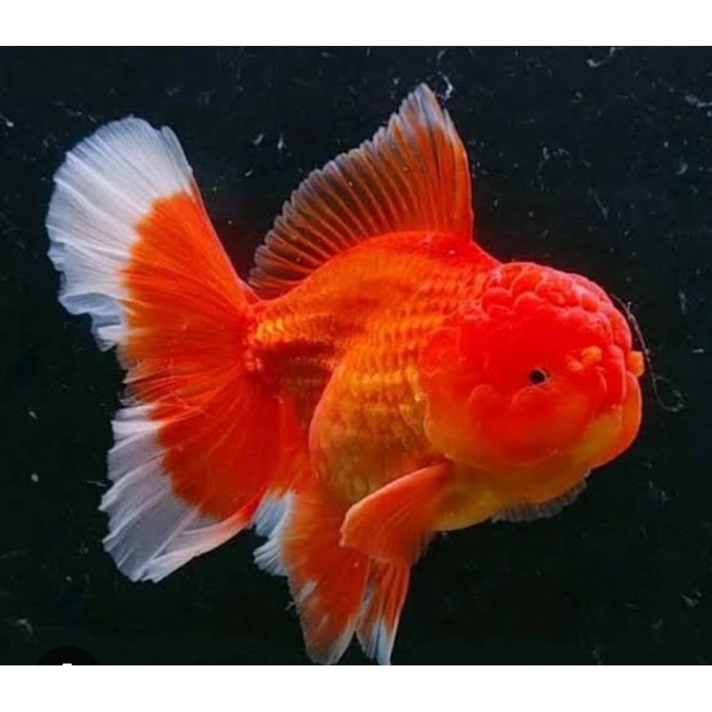 ikan hias koki oranda RW size sedengg