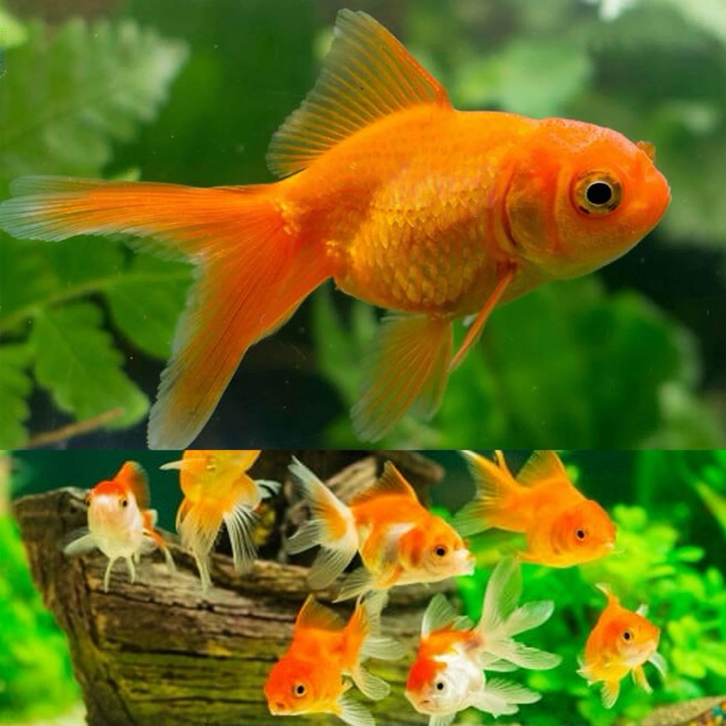 ikan koki baby oranda gold fish