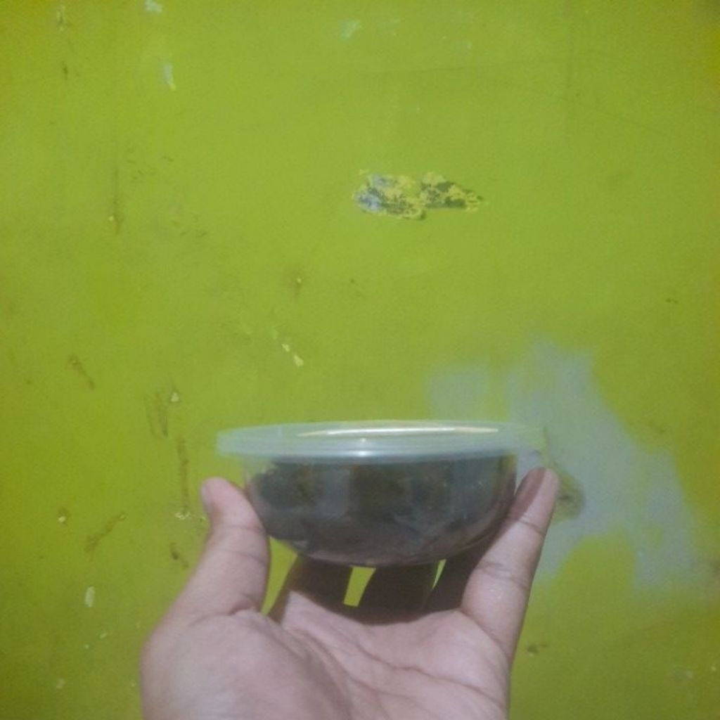 Rica bekicot 02 cup kecil