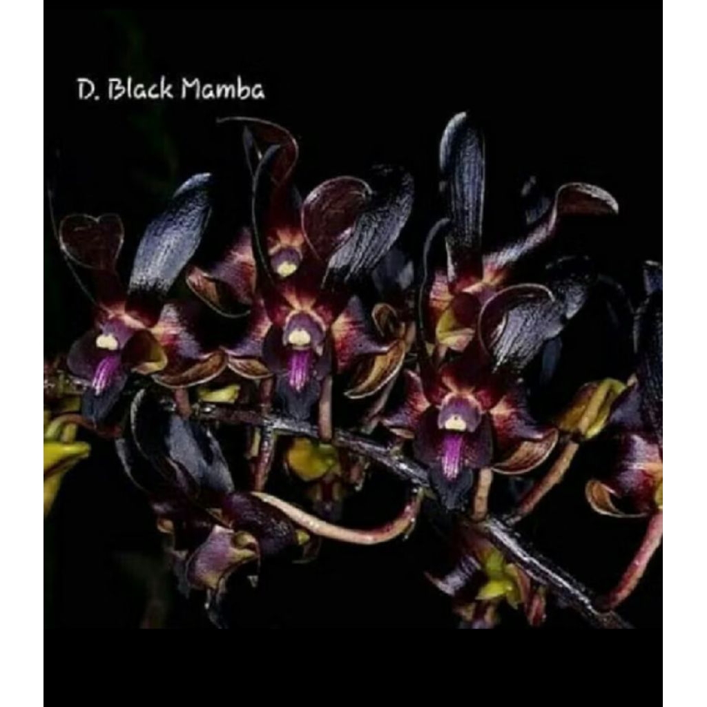 Sedling Anggrek Dendrobium Black Mamba