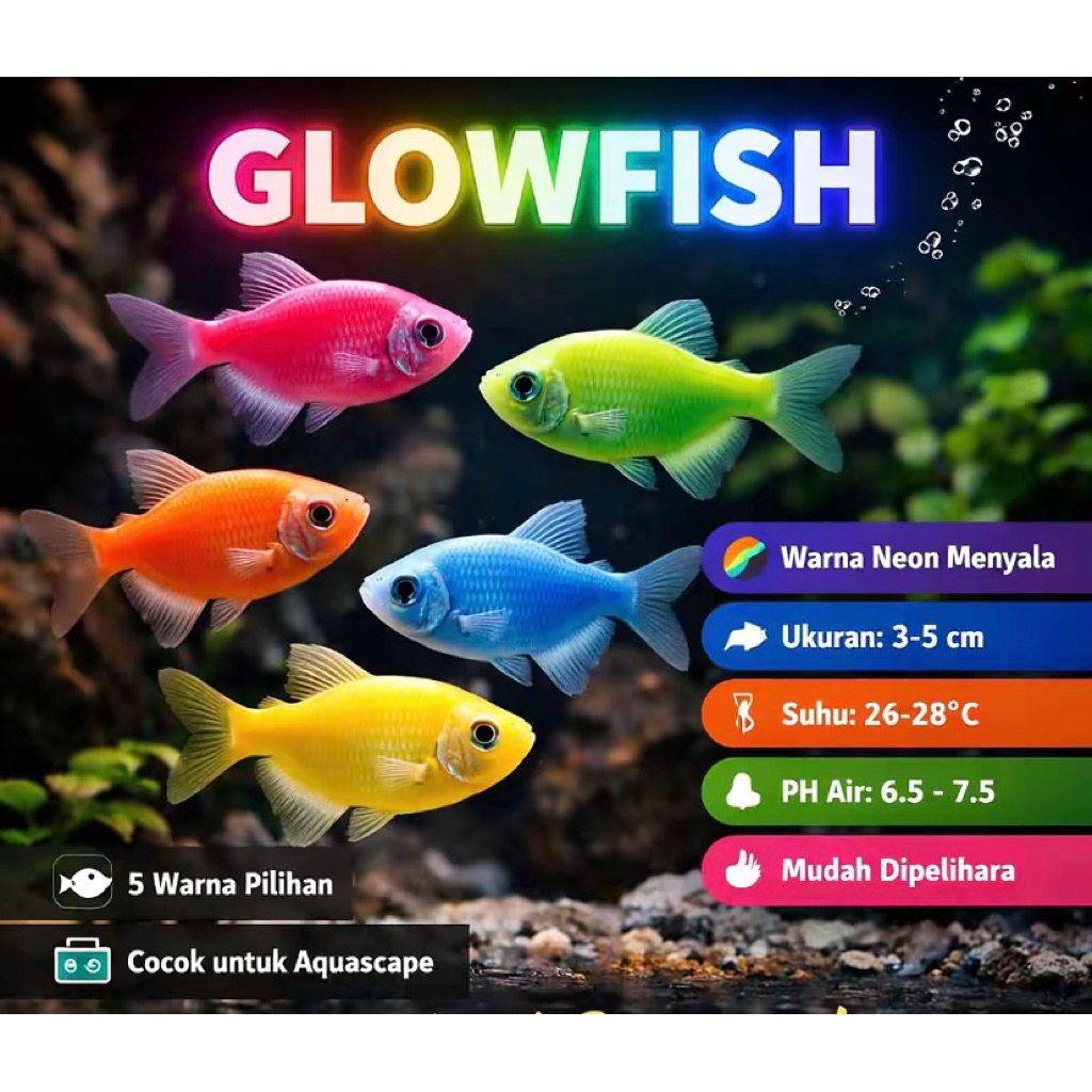 ikan glowfish Paketan 30ekor