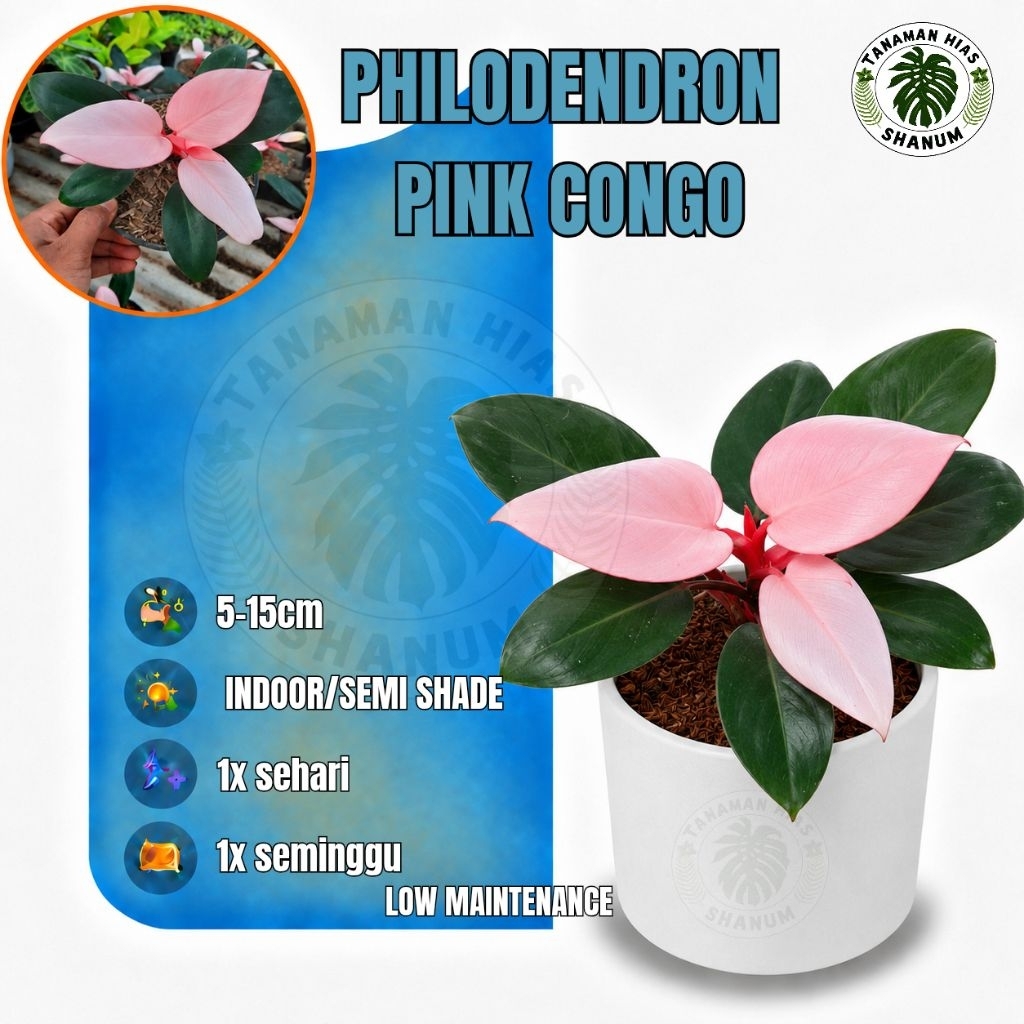 Tanaman philodendron pink congo / philo pink / philo congo / philodendron pink congo / philo pink co