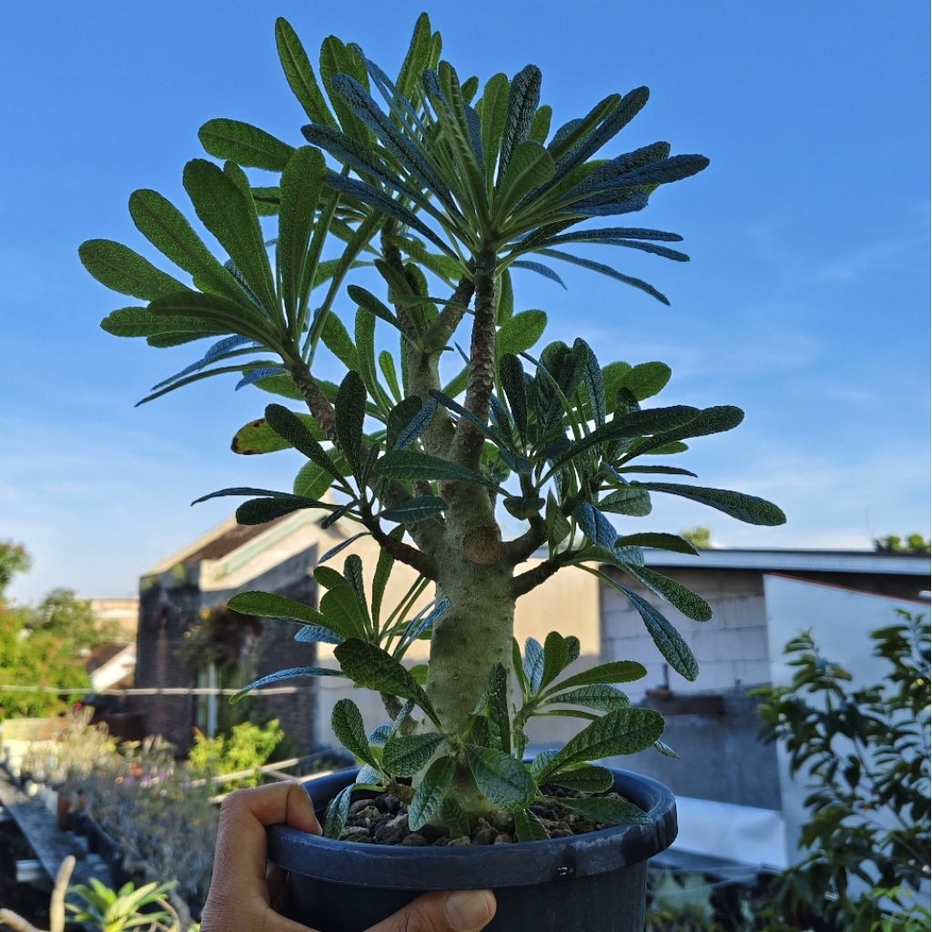 Tanaman Dorstenia gigas cutting size kecil
