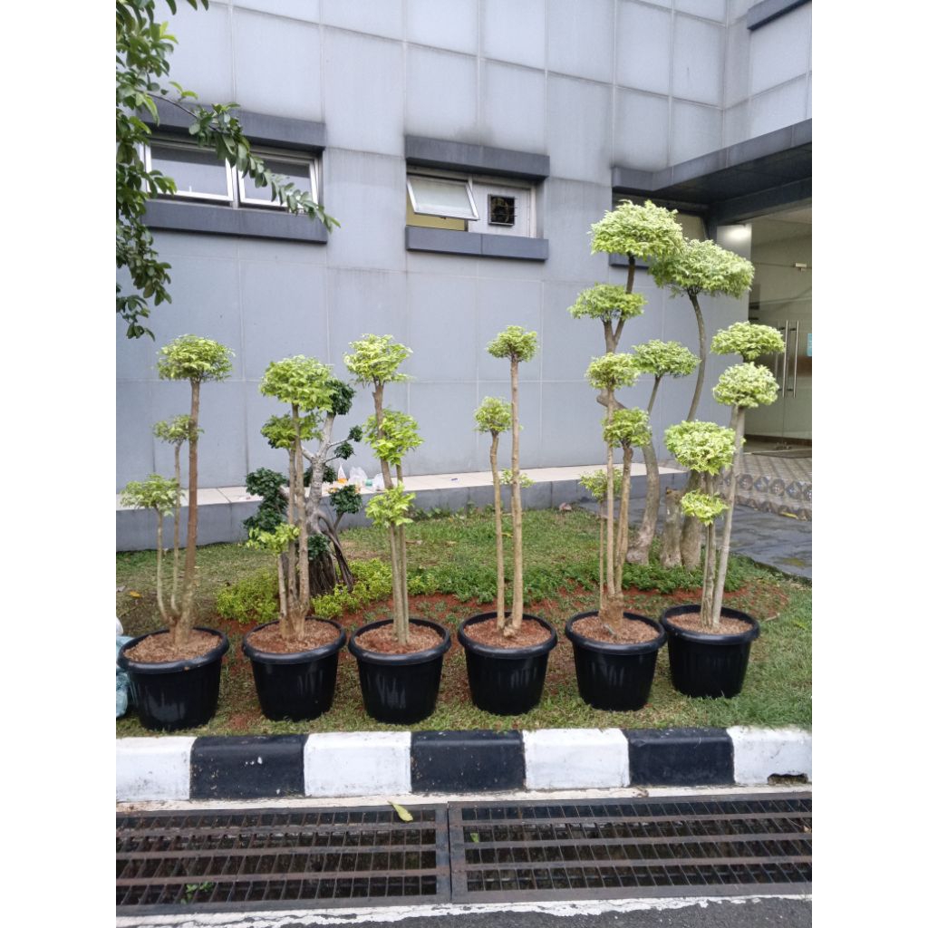 pohon bonsai anting putri