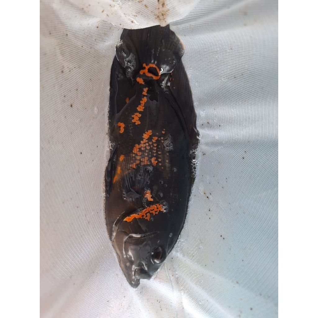 ikan oscar tiger black 4 jari hiasan aquarium