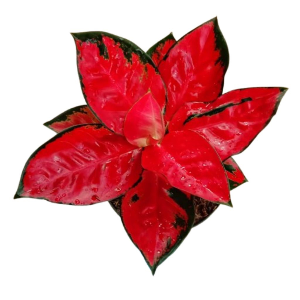 Aglonema Suksom Super Red Remaja